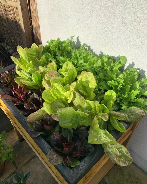 Growing lettuce 2024 indoors under lights